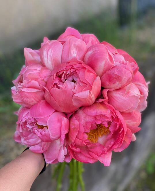 Buchet de Mireasa din Bujori Corai 